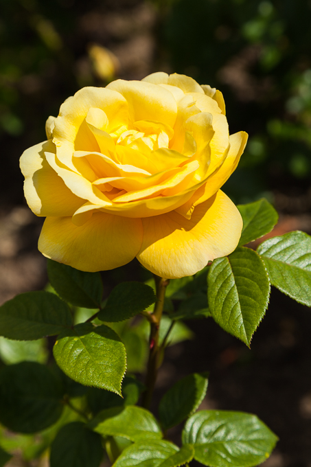 Flowers (17)